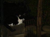 060817暗がりにコパ