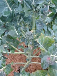 070120スティックセニョール