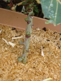 070120芽キャベツ