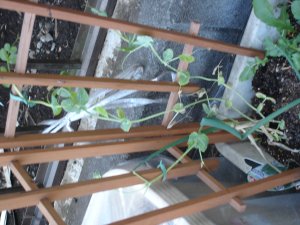 060211インゲン？エンドウ？