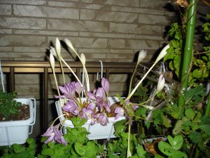 061011コルチカムおもてに