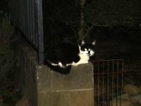 061011うっさいなあ