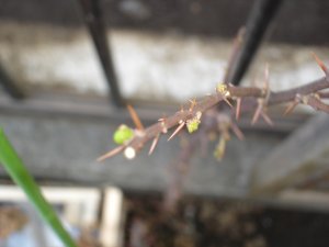 060321山椒だっけ？