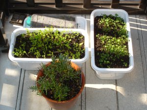 060218日向ぼっこ