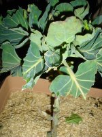 070124芽キャベツ