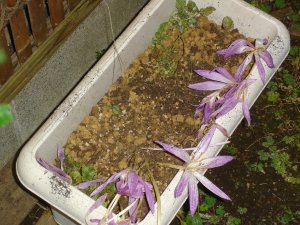 061022コルチカム