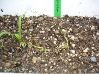 060821ほうれん草