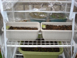 060319落ち葉堆肥もどき比較