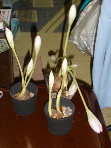 0610110コルチカム2