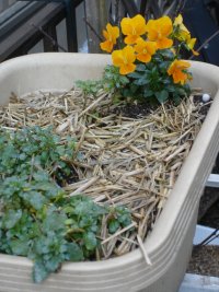 070114パンジービオラ