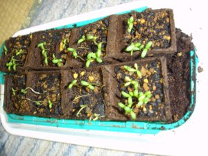 060222マリーゴールド