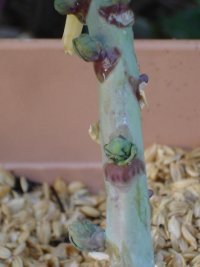 070114芽キャベツ