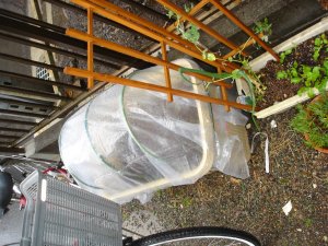 060226大根プランター成功です。