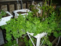 061024アップルミント