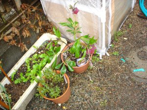 060226花たちも心持元気そうです