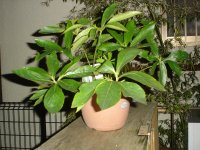 061024クリスマスローズ