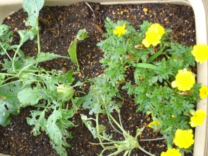 060814コールラビ