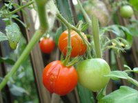 060809里子ミニトマト