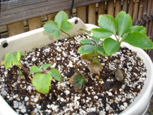 060218クリスマスローズ苗？