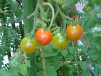 060809自宅ミニトマト