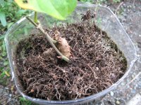 070923ペットボトル芋