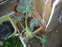 070330スティックセニョール