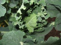 071216ブロッコリー？