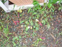 060814ルコウソウ