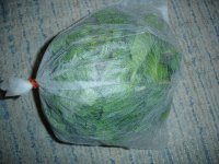 061024ミント剪定