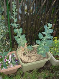 070330芽キャベツ