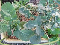 071216復活アブラナ科