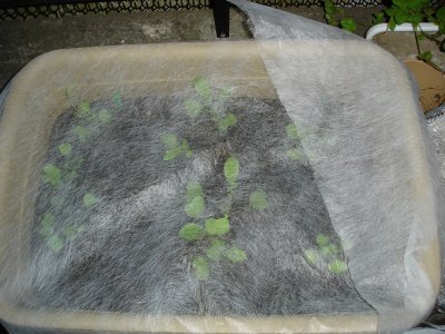 061016プランター大根