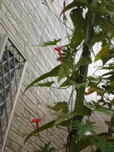 060809ルコウソウ