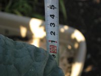 071216ブロッコリー