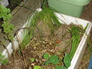 061016ワンダーランドニラ