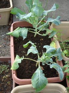 061029カリフラワー