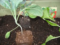 070923アブラナ科