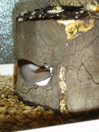 070114ひらたけだっけ