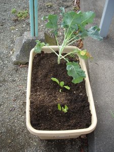 061029スティックセニョール