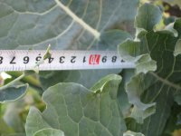 071216ミニロマネ？ブロッコリー