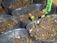 070423大根発芽？