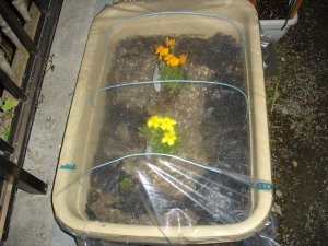 060315月下マリーゴールド