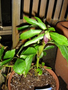 060116クリスマスローズ