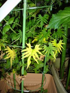 060731花も咲かずに