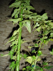 060731ルコウソウ