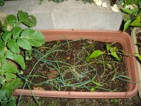 061025ホームたまねぎ