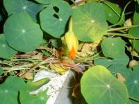 061115にゃんだこいつは