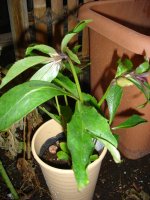 060115クリスマスローズ