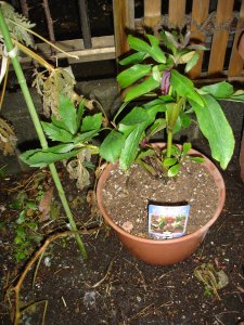 060115クリスマスローズ植替え