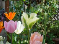070421チューリップアップ